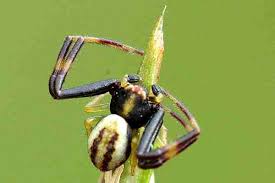 Attēlu rezultāti vaicājumam “Misumena vatia”