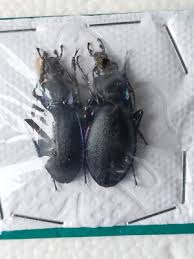 Attēlu rezultāti vaicājumam “Carabus violaceus”