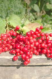 Attēlu rezultāti vaicājumam “Viburnum opulus fruit”