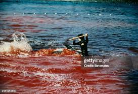 Image result for japan dolphin slaughter