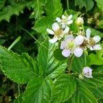 Attēlu rezultāti vaicājumam “Rubus plicatus flower”