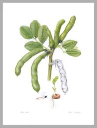 Attēlu rezultāti vaicājumam “Vicia faba”