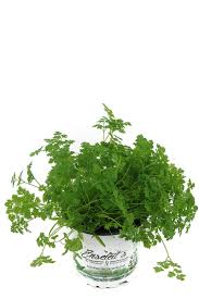 Image result for Kerbel