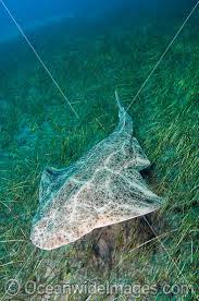 Image result for Squatina squatina