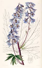 Attēlu rezultāti vaicājumam “Delphinium elatum  fruit”