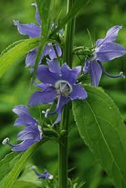 Image result for Campanula americana