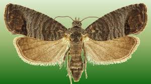 Attēlu rezultāti vaicājumam “Cydia pomonella”