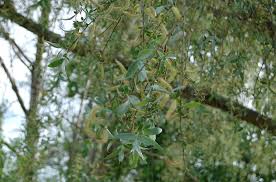 Attēlu rezultāti vaicājumam “Salix alba var. sericea”