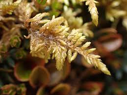 Attēlu rezultāti vaicājumam “Hylocomium splendens sporophyte”