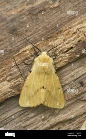 Attēlu rezultāti vaicājumam “Spilosoma lutea imago”