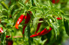 Afbeeldingsresultaat voor turkish cayenne hot pepper