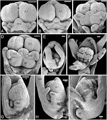 Attēlu rezultāti vaicājumam “Herminium monorchis flower”