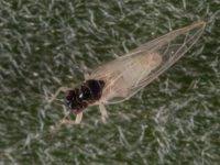 Attēlu rezultāti vaicājumam “Trioza dispar nymph”