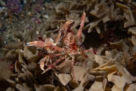 Image result for Hyas coarctatus