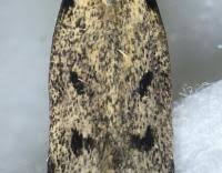 Attēlu rezultāti vaicājumam “Gelechia rhombella”