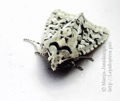 Attēlu rezultāti vaicājumam “Griposia aprilina”