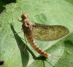 Attēlu rezultāti vaicājumam “Leptophlebia nebulosa”