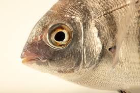 Image result for Diplodus sargus