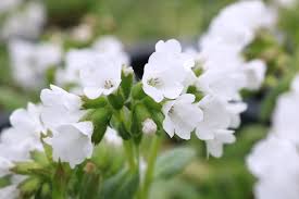 Image result for Lungenkraut