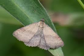 Attēlu rezultāti vaicājumam “Phytometra viridaria”