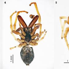 Attēlu rezultāti vaicājumam “Salticus sp.”