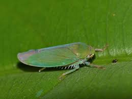 Attēlu rezultāti vaicājumam “Cicadellidae”