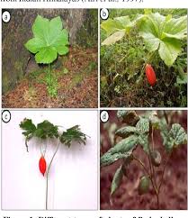 Attēlu rezultāti vaicājumam “Podophyllum hexandrum”