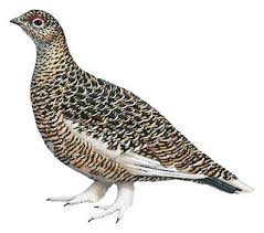 Image result for Lagopus muta