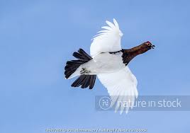 Attēlu rezultāti vaicājumam “Lagopus lagopus male”