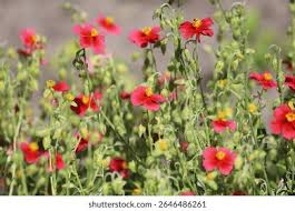 Attēlu rezultāti vaicājumam “Helianthemum nummularium”