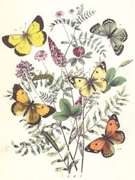 Attēlu rezultāti vaicājumam “Colias palaeno female”