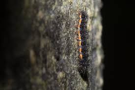 Attēlu rezultāti vaicājumam “Eilema griseola larva”