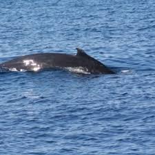 Image result for Balaenoptera acutorostrata