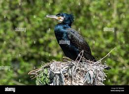 Attēlu rezultāti vaicājumam “Phalacrocorax carbo”
