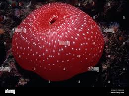 ผลการค้นหารูปภาพสำหรับ strawberry anemone