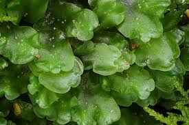 Attēlu rezultāti vaicājumam “Pellia epiphylla sporophyte”