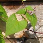Attēlu rezultāti vaicājumam “Fallopia convolvulus leaf”