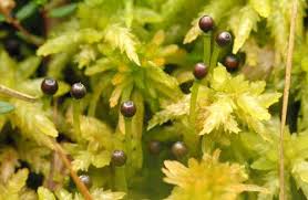 Attēlu rezultāti vaicājumam “Schistidium apocarpum sporophyte”