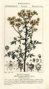 Image result for Ruta graveolens