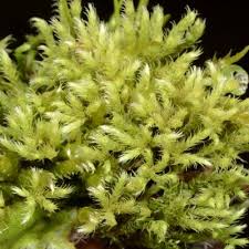 Attēlu rezultāti vaicājumam “Philonotis marchica”