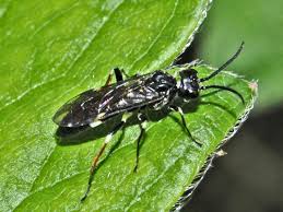 Attēlu rezultāti vaicājumam “Allantus cinctus”