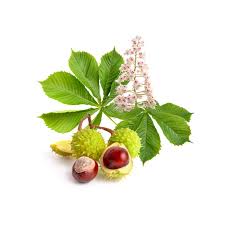 Attēlu rezultāti vaicājumam “Aesculus hippocastanum fruit”