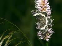 Attēlu rezultāti vaicājumam “Spargania luctuata”