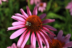 Attēlu rezultāti vaicājumam “Echinacea purpurea”
