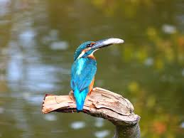 Attēlu rezultāti vaicājumam “Alcedo atthis”