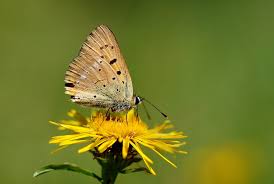 Attēlu rezultāti vaicājumam “Lycaena virgaureae female”