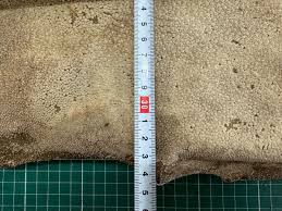 Image result for Megatrygon microps