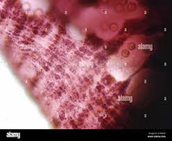 Attēlu rezultāti vaicājumam “Cribraria vulgaris”
