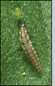 Attēlu rezultāti vaicājumam “Hemerobius perelegans”