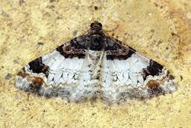 Attēlu rezultāti vaicājumam “Catarhoe cuculata”